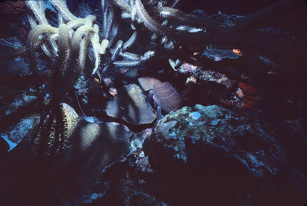 Hidden Grouper | a grouper snuggled in the coral reef| underwater photography