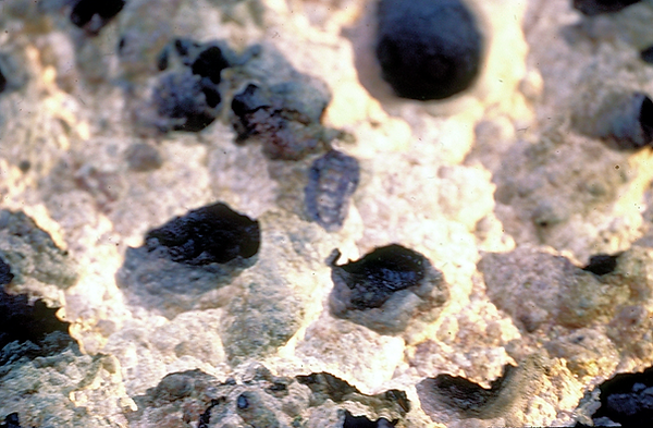 Coral Close-up | coral close-up view of the holes in it which looks like a moonscape | underwater photography | underwater world | underwater life | coral reef | reef life | salt life
