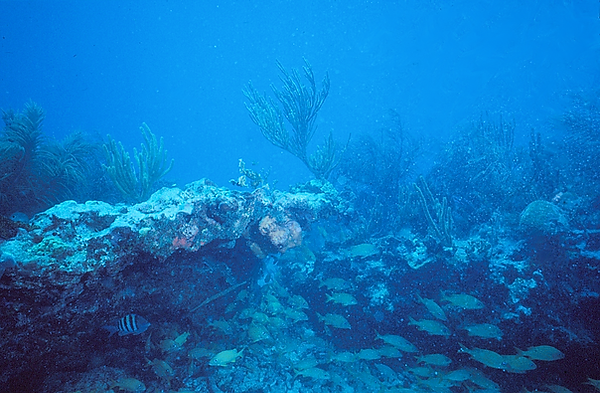 Sea Gathering | a school of fish passing through the reef | underwater photography | underwater world | underwater life | school of fish | coral reef | reef life | salt life