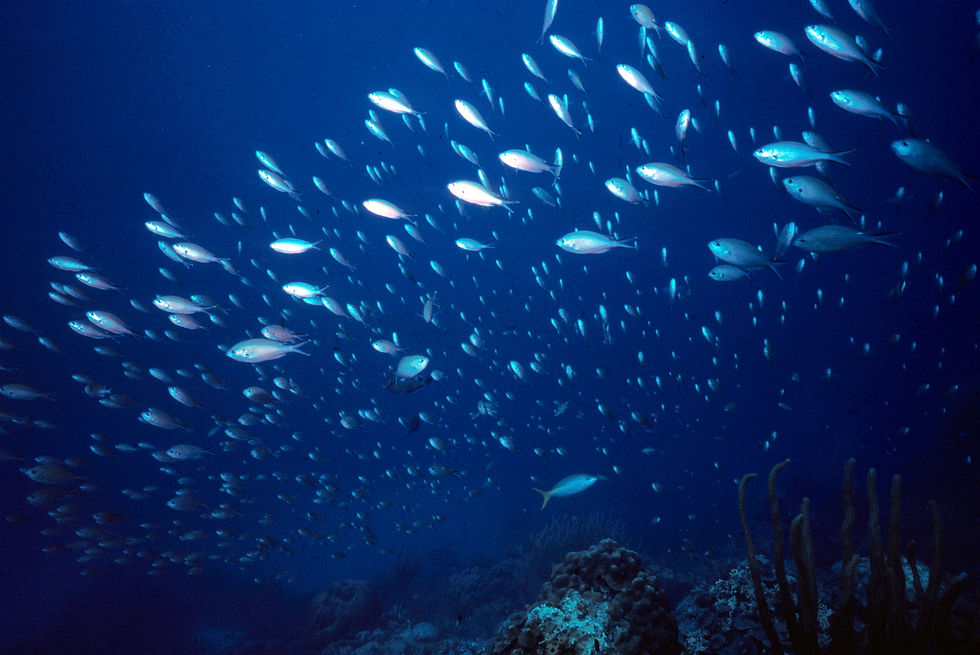 Great Balls of Fish | a school of fish in the deep blue sea | underwater world |underwater photography | school of fish