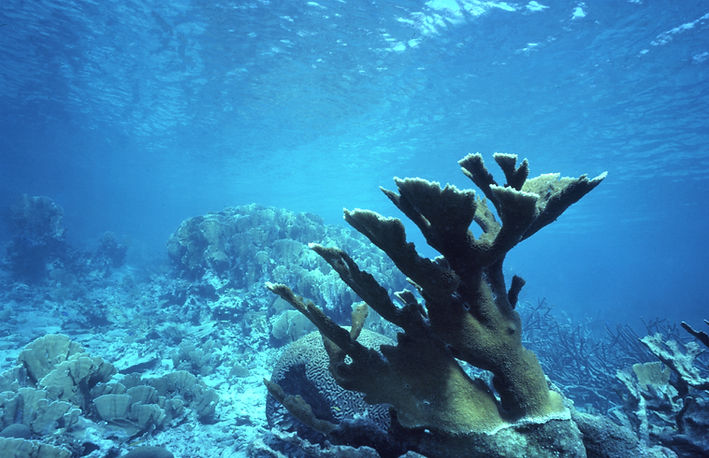 | underwater | underwater life | underwater photography | underwater world | undersea | undersea life | undersea world | florida keys | florida keys life | nature | nature photography | uw photography | diving photography | scuba diving photos | scuba diving magazine | diving magazine | coral reef | coral | blue