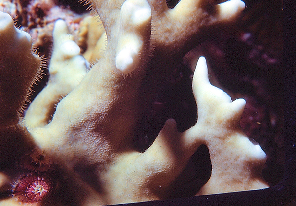 Details | a close-up of coral with texture and details | underwater photography | underwater world | underwater life | coral reef | reef life | salt life