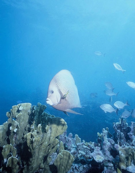Angel Surprise | angel fish on coral reef | underwater | underwater life | underwater photography | underwater world | undersea | undersea life | undersea world | florida keys | florida keys life | nature | nature photography | uw photogra phy | diving photography | scuba diving photos | scuba diving magazine | diving magazine | coral | coral reef | diver |