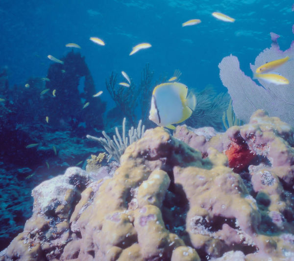 Are you following me | Butterfly fish on reef || underwater | underwater life | underwater photography | underwater world | undersea | undersea life | undersea world | florida keys | florida keys life | nature | nature photography | uw photography | diving photography | scuba diving photos | scuba diving magazine | diving magazine | coral | coral reef | diver |