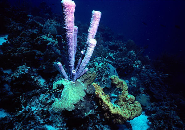 Purple Sponges | tube sponges on coral |underwaterphotography |underwaterworld