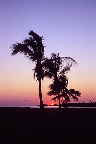 Ahhhh| sunrise or sunset at the beach with three palms with purple to orange colors | nature | nature lovers | nature photography | naturre photographer | palms | sunrise | sunset