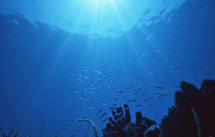 | underwater | underwater life | underwater photography | underwater world | undersea | undersea life | undersea world | florida keys | florida keys life | nature | nature photography | uw photography | diving photography | scuba diving photos | scuba diving magazine | diving magazine | blue | sun rays