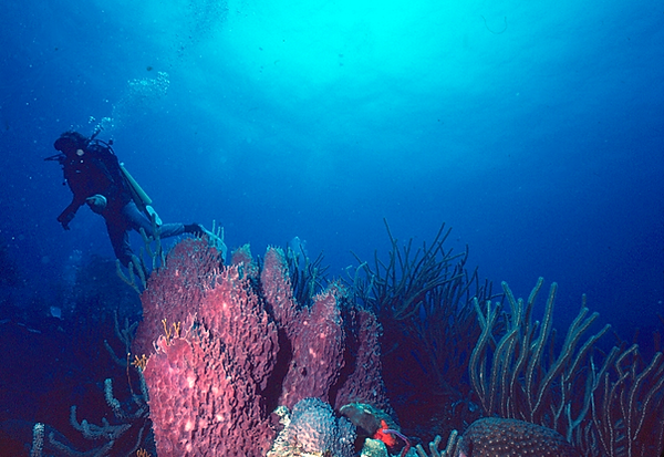 Sponge Garden | a diver viewing the sponge garden on the reef | underwater photography | underwater world | underwater life | sponge | coral reef | reef life | salt life