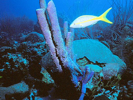 Yellowtail Beauty