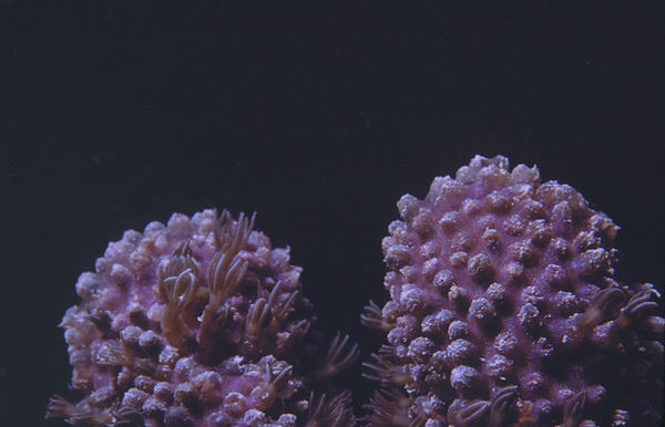 Pulse Coral? | Soft coral with pulsing polyps in light purple coral on dark blue/black background | | underwater | underwater life | underwater photography | underwater world | undersea | undersea life | undersea world | florida keys | florida keys life | nature | nature photography | uw photography | diving photography | scuba diving photos | scuba diving magazine | diving magazine | coral | coral reef | diver |