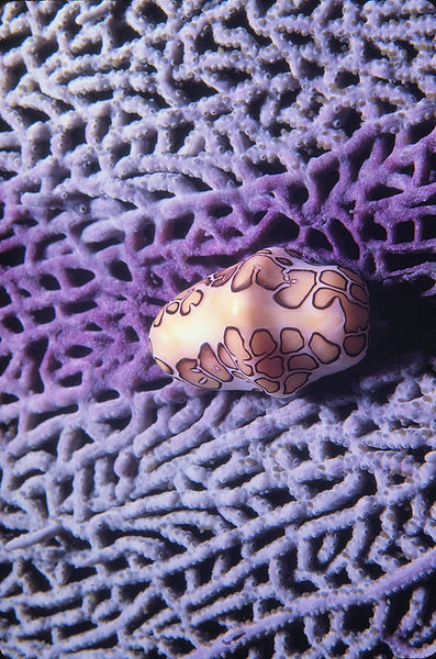 Flamingo Tongue | flamingo tongue on purple sea fan| underwater | underwater life | underwater photography | underwater world | undersea | undersea life | undersea world | florida keys | florida keys life | nature | nature photography | uw photography | diving photography | scuba diving photos | scuba diving magazine | diving magazine | coral | coral reef | diver |