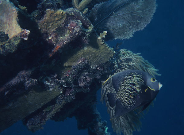 An Angel and Christmas Trees| angel fish and 2 christmas trees worms on a reef| underwater | underwater life | underwater photography | underwater world | undersea | undersea life | undersea world | florida keys | florida keys life | nature | nature photography | uw photogra phy | diving photography | scuba diving photos | scuba diving magazine | diving magazine | coral | coral reef | diver |