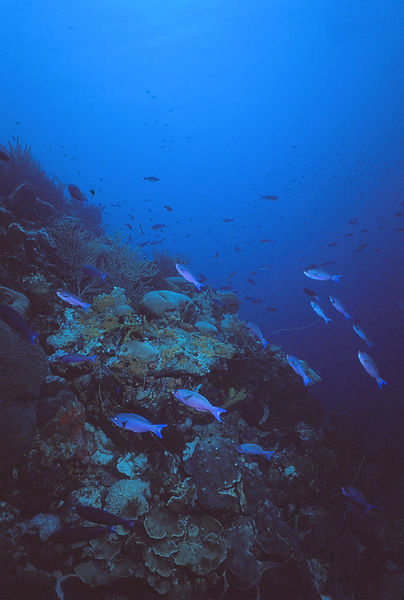 Take me to the Reef! | tropical fish on the reef in the not-so-deep blue sea| underwater | underwater life | underwater photography | underwater world | undersea | undersea life | undersea world | florida keys | florida keys life | nature | nature photography | uw photography | diving photography | scuba diving photos | scuba diving magazine | diving magazine | coral | coral reef | diver |