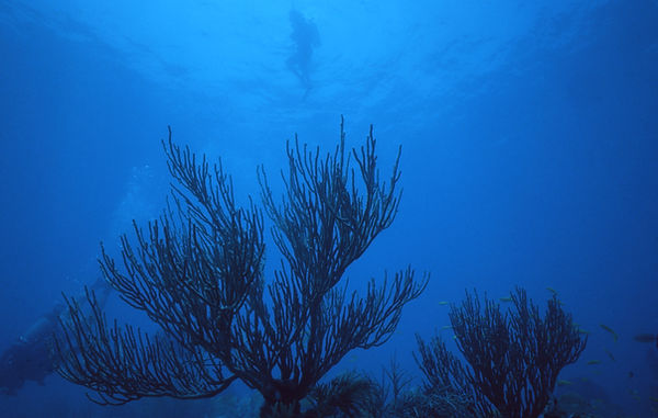 Diver Above, Diver Below | underwater | underwater life | underwater photography | underwater world | undersea | undersea life | undersea world | florida keys | florida keys life | nature | nature photography | uw photography | diving photography | scuba diving photos | scuba diving magazine | diving magazine | coral | coral reef | diver |