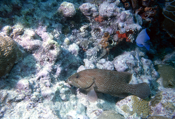 Cruisin' the Reef | grouper cruisin the coral reef in earth tones || underwater | underwater life | underwater photography | underwater world | undersea | undersea life | undersea world | florida keys | florida keys life | nature | nature photography | uw photography | diving photography | scuba diving photos | scuba diving magazine | diving magazine | coral | coral reef | diver |