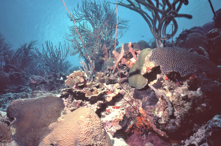 Trumpet Fish | Coral Reef | underwater | underwater life | underwater photography | underwater world | undersea | undersea life | undersea world | florida keys | florida keys life | nature | nature photography | uw photography | diving photography | scuba diving photos | scuba diving magazine | diving magazine