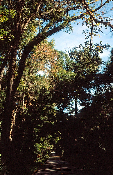 Tree lined country road | nature | nature lovers | nature photography | nature photographer | keep calm