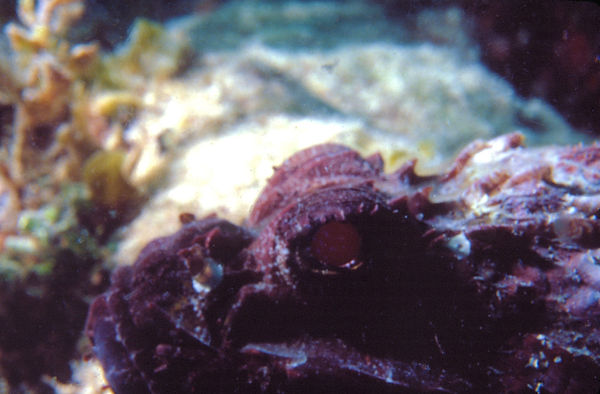 A Face Only a Mother Could Love | reddish/brown fish with spikes - tbd species | underwater | underwater life | underwater photography | underwater world | undersea | undersea life | undersea world | florida keys | florida keys life | nature | nature photography | uw photography | diving photography | scuba diving photos | scuba diving magazine | diving magazine | coral | coral reef | diver |