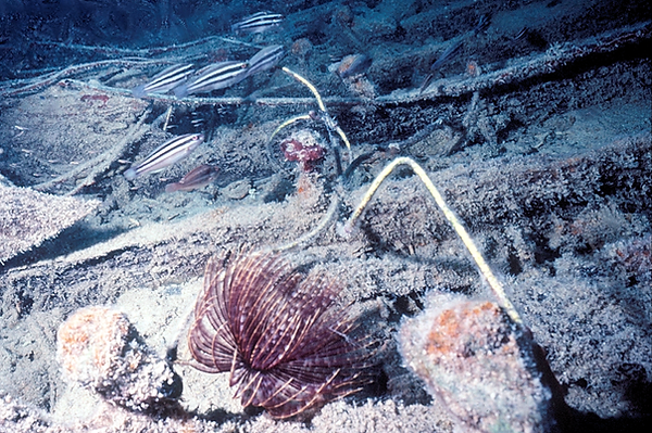 The ocean floor | close up of a sea "flower" with small tropical fish swimming past that looks like it could be a desert scene | underwater photography | underwater world | underwater life | reef life | salt life