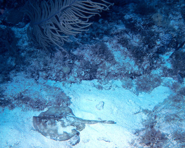 Skate| Skate resting on the white sand of the coral reef | underwater photography