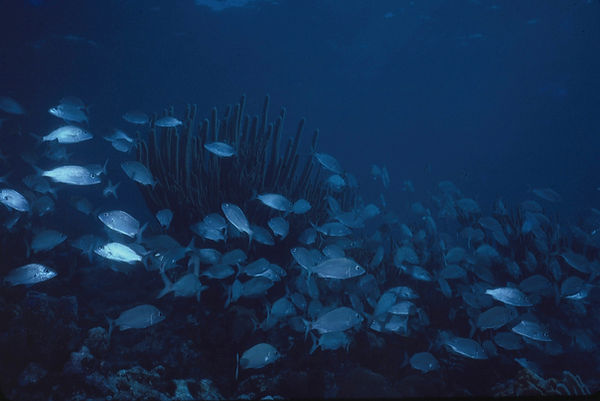 Space, please | A school of fish on the reef| underwater | underwater life | underwater photography | underwater world | undersea | undersea life | undersea world | florida keys | florida keys life | nature | nature photography | uw photography | diving photography | scuba diving photos | scuba diving magazine | diving magazine | coral | coral reef | diver |