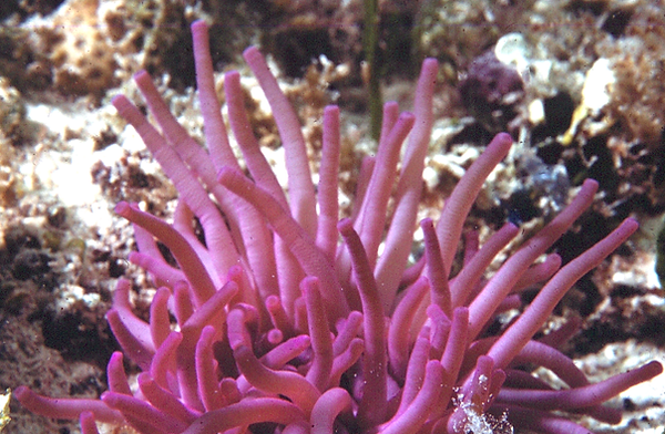 Pretty in Pink | a pink-tipped anemone aka giant Caribbean anemone on the coral reef | underwater photography | underwater world | underwater life | pink-tipped anemone | giant Caribbean anemone | coral reef | reef life | salt life