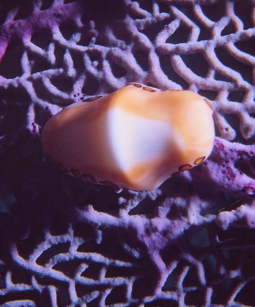 Flamingo Tongue Snail 2| flamingo tongue snail on purple sea fan with dark background |underwater | underwater life | underwater photography | underwater world | undersea | undersea life | undersea world | florida keys | florida keys life | nature | nature photography | uw photography | diving photography | scuba diving photos | scuba diving magazine | diving magazine | coral | coral reef | diver |