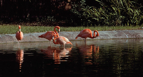 Flamboyance| a group of 4 flamingos enjoying some time in the water|zoovisit|zoo|flamingo