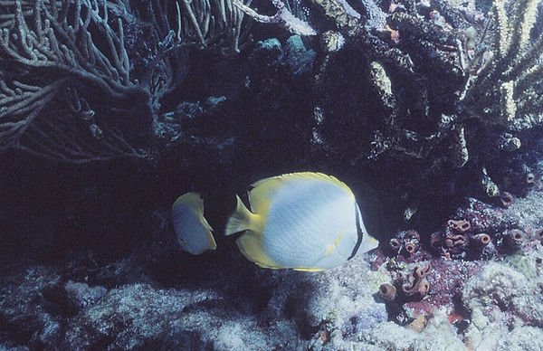 Butterflyfish couple closer view on coral reef | underwater | underwater life | underwater photography | underwater world | undersea | undersea life | undersea world | florida keys | florida keys life | nature | nature photography | uw photography | diving photography | scuba diving photos | scuba diving magazine | diving magazine | coral | coral reef | diver |