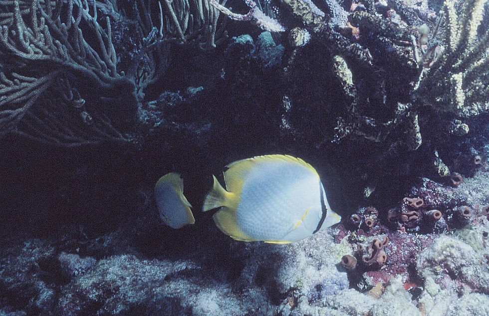 | underwater | underwater life | underwater photography | underwater world | undersea | undersea life | undersea world | florida keys | florida keys life | nature | nature photography | uw photography | diving photography | scuba diving photos | scuba diving magazine | diving magazine | coral | coral reef | diver |