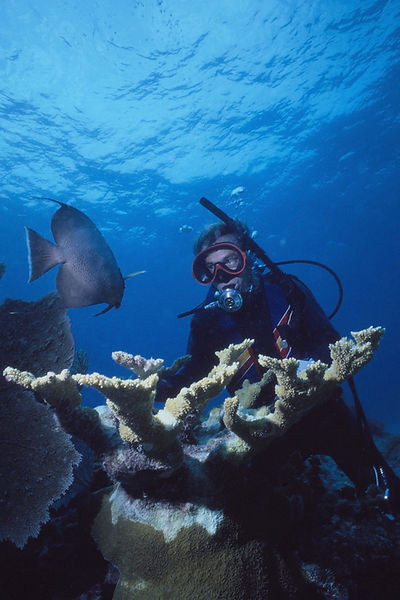 Swimming with Angels | diver with angel fish and coral | underwater | underwater life | underwater photography | underwater world | undersea | undersea life | undersea world | florida keys | florida keys life | nature | nature photography | uw photography | diving photography | scuba diving photos | scuba diving magazine | diving magazine | coral | coral reef | diver |