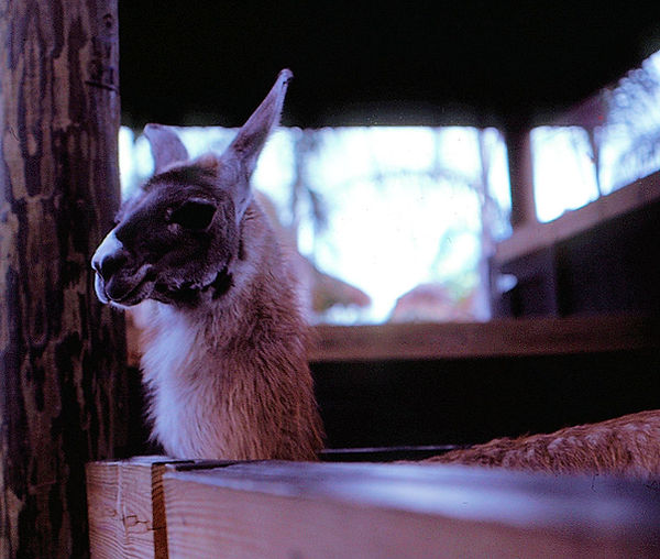 Llama Love|close-up of a cute llama face|zoovisit|zoo|llama