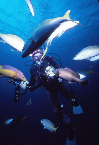 Audit | diver surrounded by a variety of fish | underwater | underwater life | underwater photography | underwater world | undersea | undersea life | undersea world | florida keys | florida keys life | nature | nature photography | uw photography | diving photography | scuba diving photos | scuba diving magazine | diving magazine | coral | coral reef | diver |