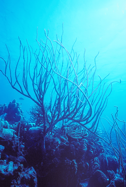 Blue Ombre | Soft coral silhouetted against the blue ombre of the sea || underwater | underwater life | underwater photography | underwater world | undersea | undersea life | undersea world | florida keys | florida keys life | nature | nature photography | uw photography | diving photography | scuba diving photos | scuba diving magazine | diving magazine | coral | coral reef | diver |