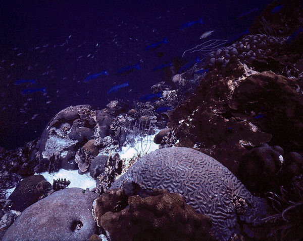 Nature is an Artist| brain coral in the coral reef |underwater photography