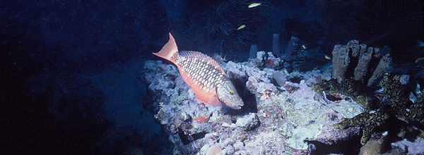 Juvenile Stoplight Parrotfish| juve stoplight Parrotfish by the corals | underwater | underwater life | underwater photography | underwater world | undersea | undersea life | undersea world | florida keys | florida keys life | nature | nature photography | uw photography | diving photography | scuba diving photos | scuba diving magazine | diving magazine | coral | coral reef | diver |