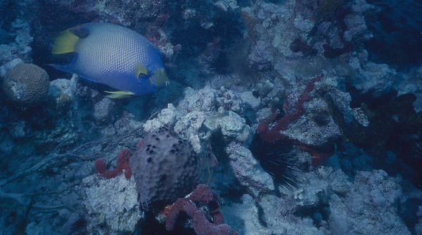 Queen Angel fish on the reef with urchins | underwater | underwater life | underwater photography | underwater world | undersea | undersea life | undersea world | florida keys | florida keys life | nature | nature photography | uw photography | diving photography | scuba diving photos | scuba diving magazine | diving magazine | coral | coral reef | diver |