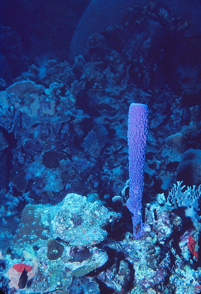 Purple Tube Sponge | a lonely guy hanging out on the coral reef in the somewhat deep blue sea | underwater photography | underwater world | underwater life | reef life | salt life