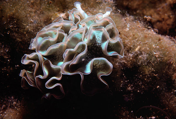 Nudibranch| a little nudibranch against a brown bacground |underwaterphotography | underwaterworld