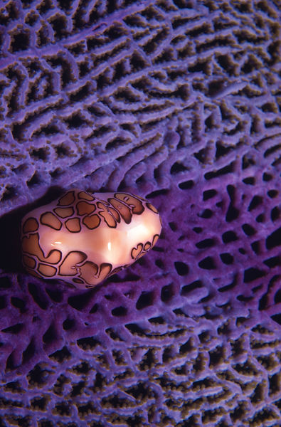 Flamingo Tongue | underwater | underwater life | underwater photography | underwater world | undersea | undersea life | undersea world | florida keys | florida keys life | nature | nature photography | uw photography | diving photography | scuba diving photos | scuba diving magazine | diving magazine | coral | coral reef | diver |