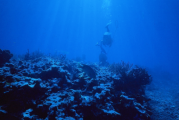 Lucky Divers | two divers exploring the coral reef | underwater photography | underwater world | reef life | Florida Keys life