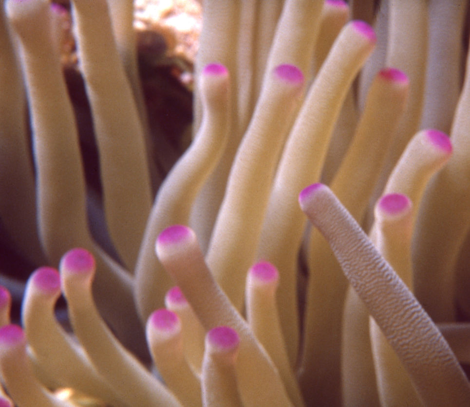 Pink Anemone| Coral Reef | Florida Keys