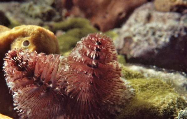 | underwater | underwater life | underwater photography | underwater world | undersea | undersea life | undersea world | florida keys | florida keys life | nature | nature photography | uw photography | diving photography | scuba diving photos | scuba diving magazine | diving magazine | coral | coral reef