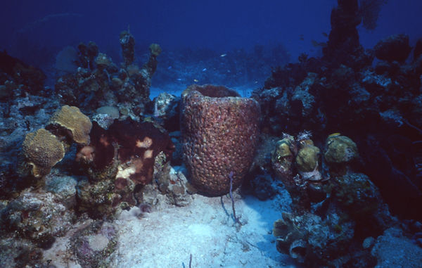 | underwater | underwater life | underwater photography | underwater world | undersea | undersea life | undersea world | florida keys | florida keys life | nature | nature photography | uw photography | diving photography | scuba diving photos | scuba diving magazine | diving magazine | coral | coral reef | diver | Sponge Still Life