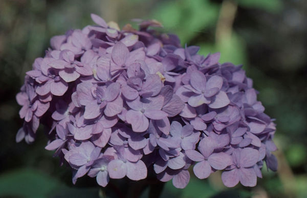 Purple Passion| purple hydrangea |flowers |nature