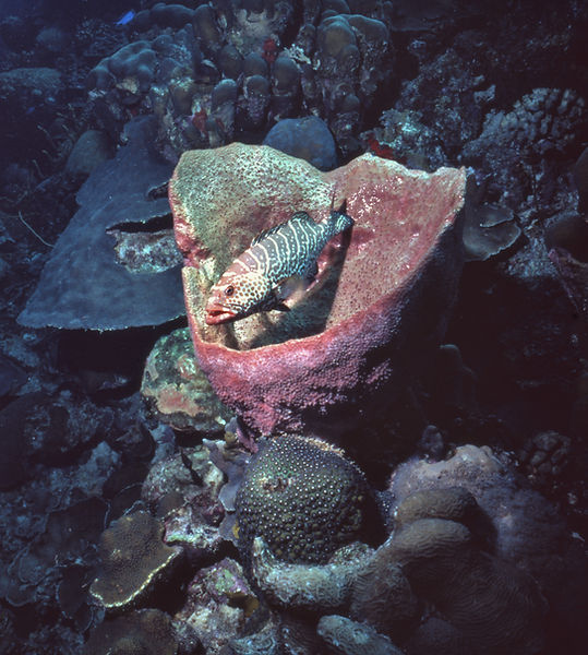 Grouper in a Sponge | underwater | underwater life | underwater photography | underwater world | undersea | undersea life | undersea world | florida keys | florida keys life | nature | nature photography | uw photography | diving photography | scuba diving photos | scuba diving magazine | diving magazine | coral | coral reef | diver |