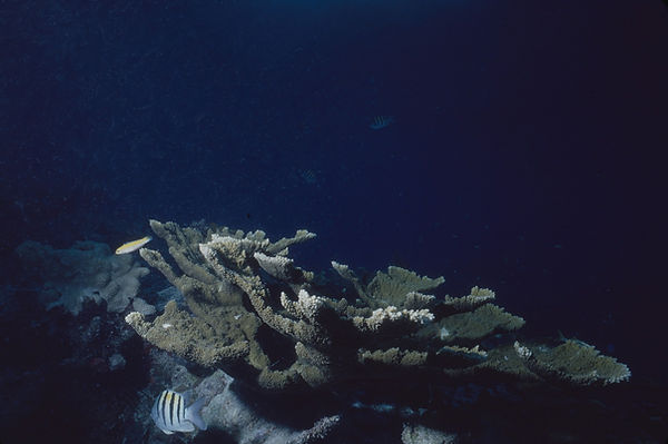 A Quiet Day | 2 tropical fish by staghorn coral with dark blue background | underwater | underwater life | underwater photography | underwater world | undersea | undersea life | undersea world | florida keys | florida keys life | nature | nature photography | uw photography | diving photography | scuba diving photos | scuba diving magazine | diving magazine | coral | coral reef | diver |
