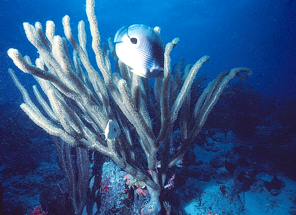 House-hunting butterflies | a pair of spotted butterflyfish swimming on the reef in the soft coral perhaps looking for a new home | underwater photography | underwater world | underwater life | reef life | salt life | butterfly fish