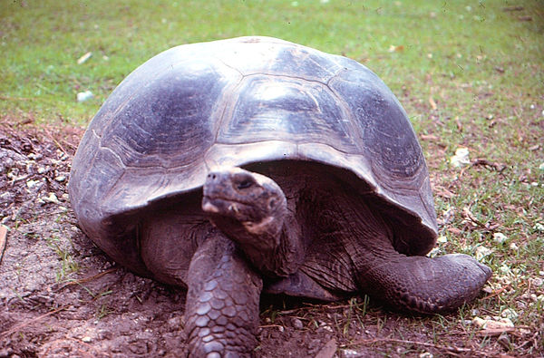 Tortoise LIfe, II |a tortoise enjoying the day |zoovisit|zoo|tortoise