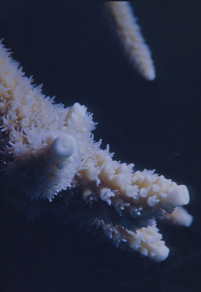 Dragon| white soft coral with pulsing polyps in whites and beiges against black background| underwater | underwater life | underwater photography | underwater world | undersea | undersea life | undersea world | florida keys | florida keys life | nature | nature photography | uw photography | diving photography | scuba diving photos | scuba diving magazine | diving magazine | coral | coral reef | diver |